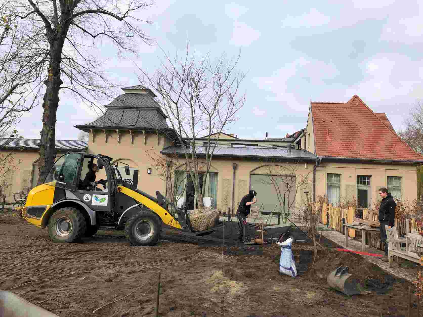 Gehölzpflanzungen - November 2021