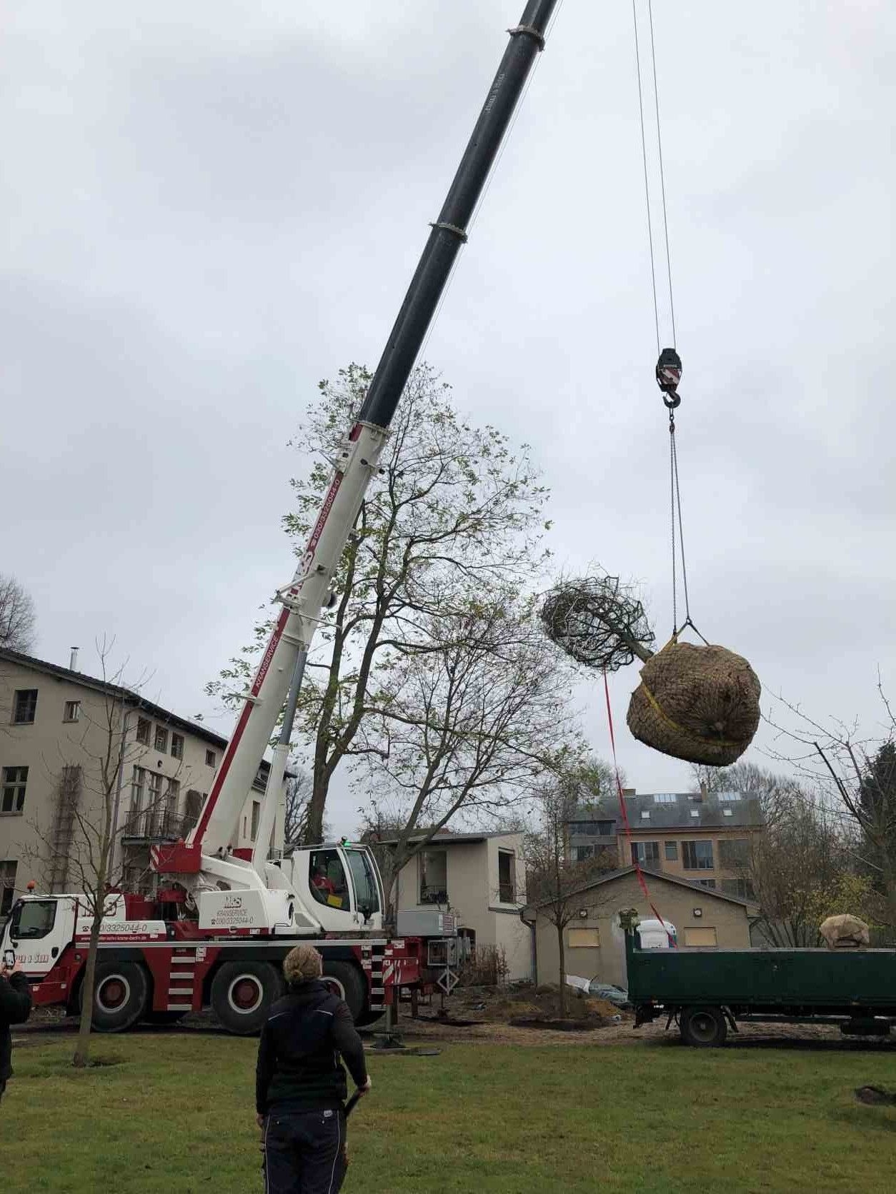 Großgehölzpflanzung - Dezember 2021