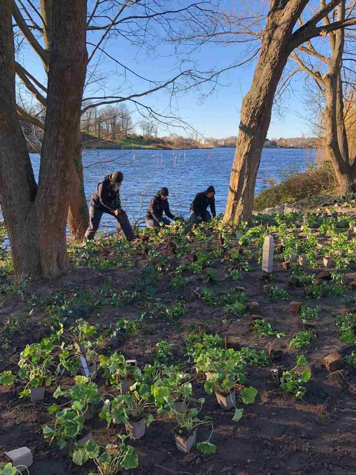 Staudenpflanzung am Ufer - Dezember 2021